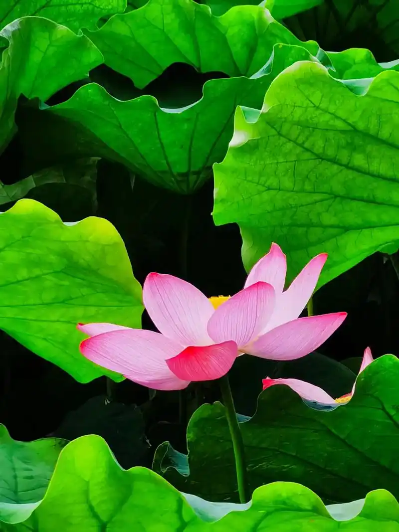 荷塘美景 #夏日荷花 #映日荷花别样红 #原创摄影 #生活 - 抖音