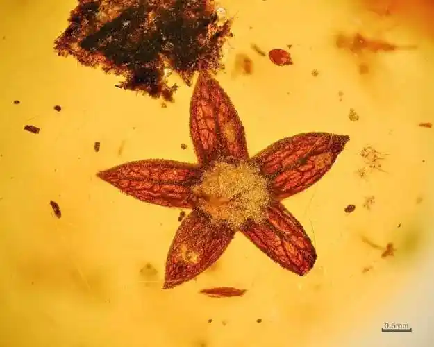 疑似豆科植物的花瓣(琥珀产地:多米尼加)