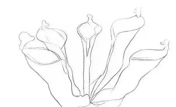 素描瓶子草怎么画