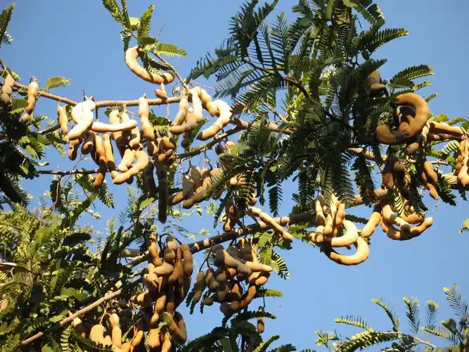 游侠客旅行者的社交网络