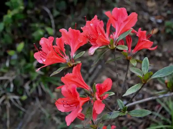 观赏开远大黑山映山红《杜鹃花别称:野山茶花》