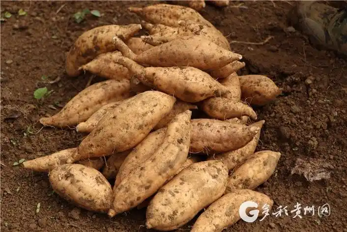 贵州16个农产品将获"国家级"保护