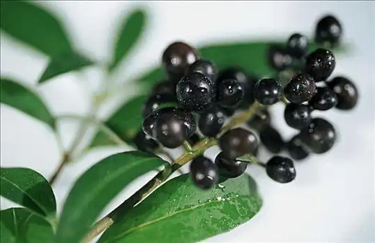 浆果,普通,水腊树