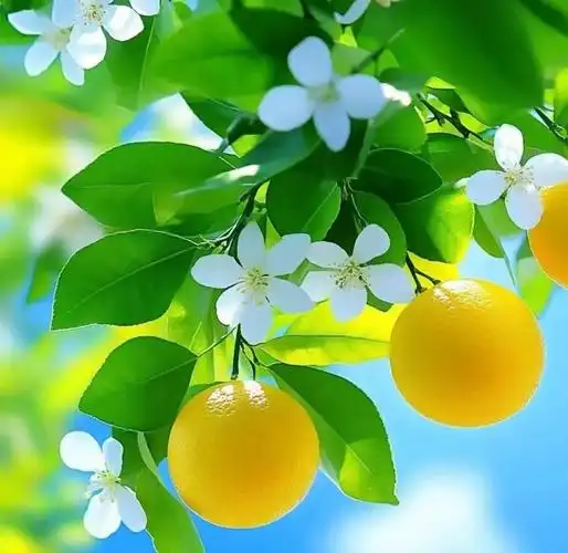 初夏阳光的治愈力量:微信头像中的美好瞬间