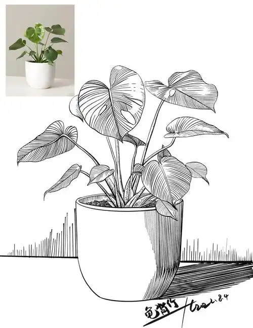 写生植物龟背竹线描