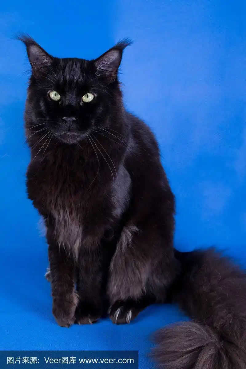 蓝色背景下的缅因猫,一只巨大的黑猫