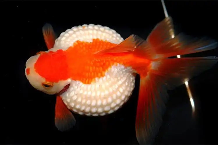 500多尾精品金鱼亮相北京中山公园