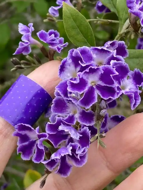 花真实的颜色是紫色