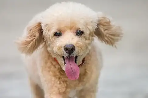 原创原谅以下五种会咬人的狗狗吧前三种是爱你后两种不是故意的