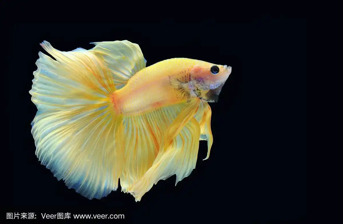 暹罗斗鱼,鱼类,半月,水,水平画幅