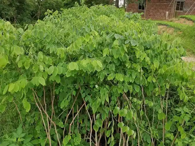 广东大红酸枝,哪里有卖品种好的大红酸枝树苗