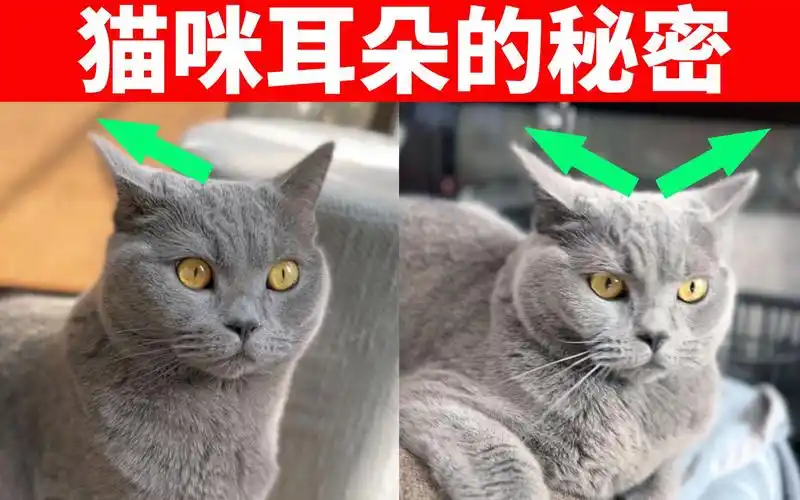猫咪耳朵最常见的这4种状态,能传达喵星人的情绪,养猫必看!