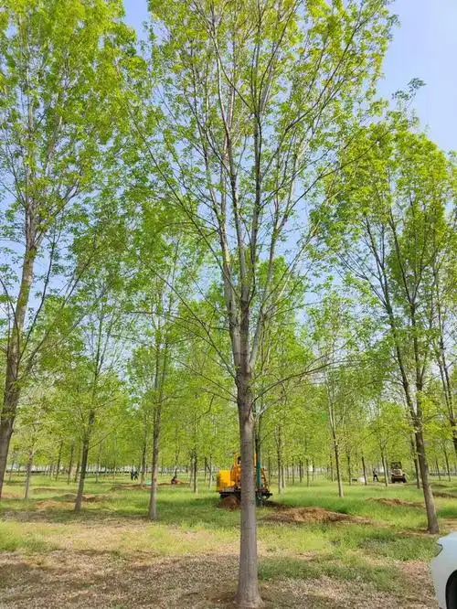 白蜡 济宁小叶白蜡树形优美 批发速生白蜡树