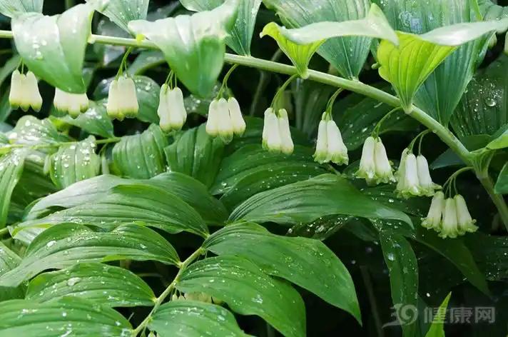 贵为四大仙药之一的黄精究竟有哪些作用