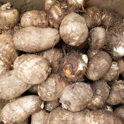 芋头沂蒙山山芋农家自种小山芋粉糯山芋头现挖现发五斤包邮 1.