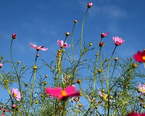 6月,开个好头,4属相迎接好运,风生水起,日子有进步