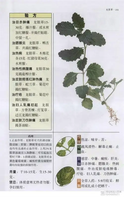 病,便血,白尿,血瘀肿痛,产后瘀血,妇女血气痛等症,有镇痛散血之功效