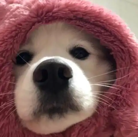 ins沙雕趣味头像