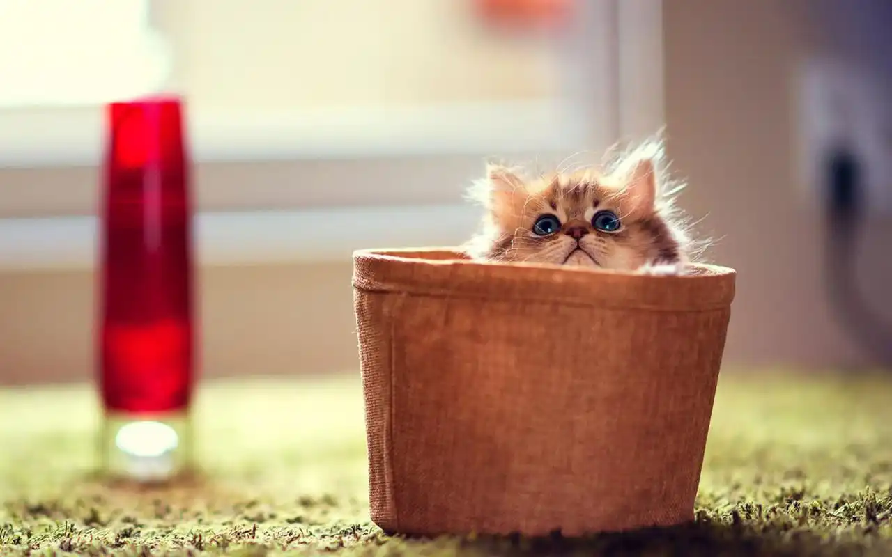 可爱软萌的猫咪高清图片桌面壁纸