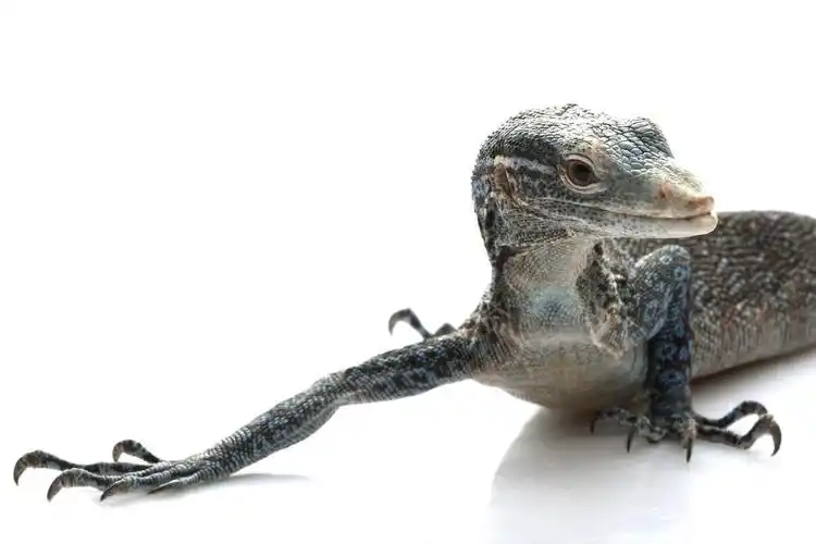 蓝树巨蜥,蓝树巨蜥 (巨蜥 macraei) 孤立的白色背景上.