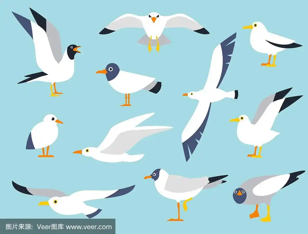 海鸥,一种美丽的鸟.卡通风格的可爱小鸟.卡通大西洋海鸟.