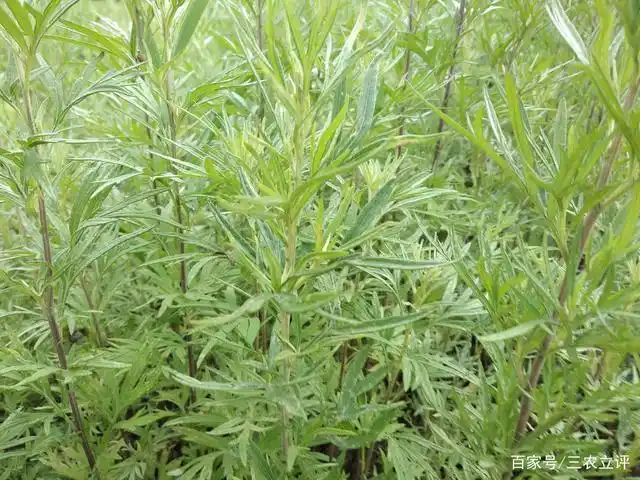 水蒿的叶片多裂,特别是这个季节以后,嫩尖上的叶子变得细窄.