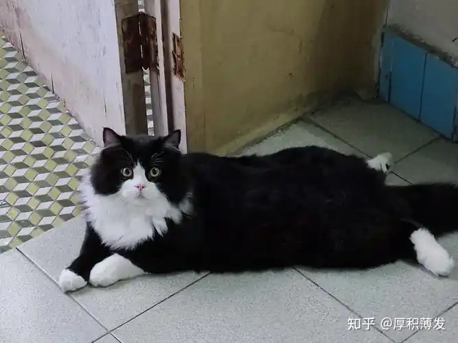 可以让我看看你家超过10斤的布偶猫长啥样行吗其他的肥猫也行我还没