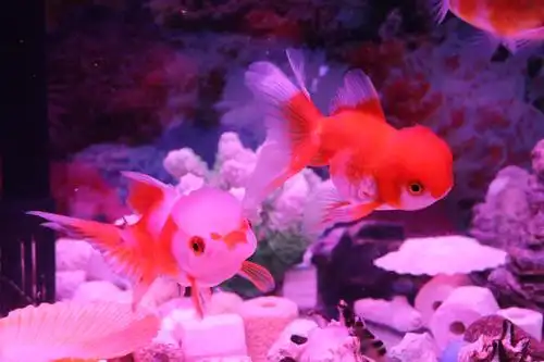 喜庆可爱,有"灵性"的金鱼,恭祝大家:年年有余,好运连连