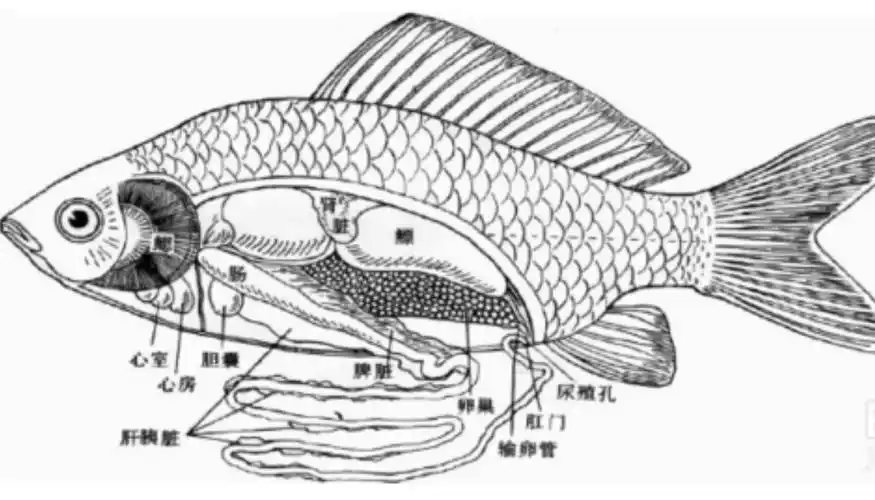 记下各个内脏的位置,形态等