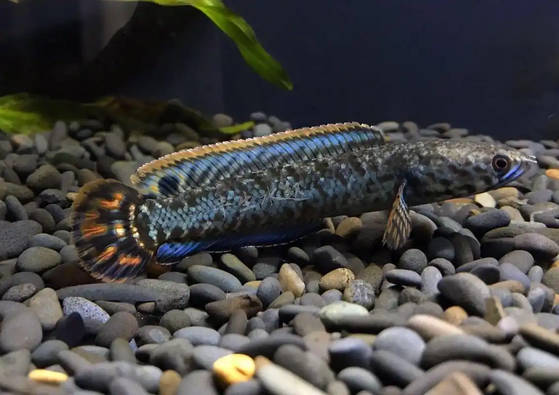 雷龙鱼吃什么饲料一次喂多少