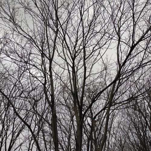 朴树小叶朴树土朴树小叶沙朴树