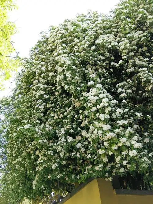 故乡木香今犹在, 摄影:湖光山影 制作:湖光山影 二o一九年五月三日