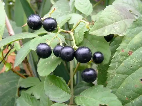 龙葵果的功效与作用图片