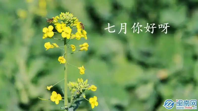 六月再见,七月你好的朋友圈说说推荐