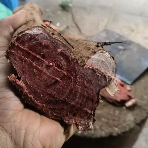 野生新鲜老年鸡血藤 血风 血藤中药材 血风藤 500克 500克【图片 价格