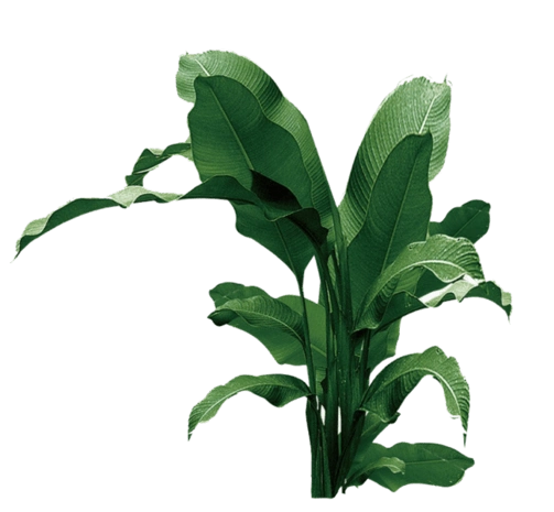植物 芭蕉叶图片大全_植物 芭蕉叶图片素材【png免费下载】-90设计网