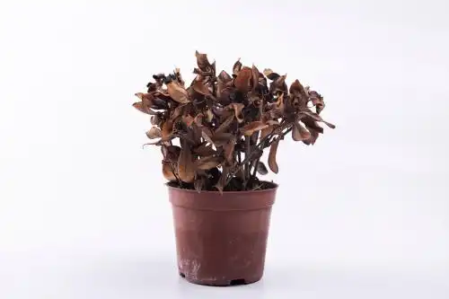 干枯的栀子树植物盆景