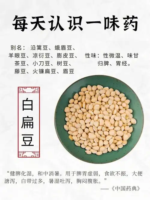 中药科普白扁豆