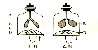 下图为模拟膈肌运动的模型及人体吸气和呼气时肺内气压的变化曲线示意