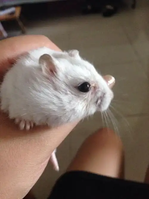 谁知道仓鼠眼睛怎么了?