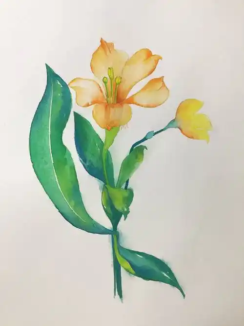 水彩画入门花水彩画入门花卉线稿