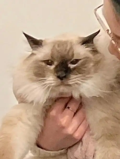 奶凶奶凶的臭小孩