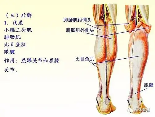 留言解读——【小腿肌】_肌肉