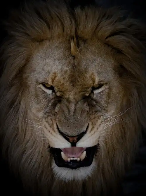 狰狞狮子