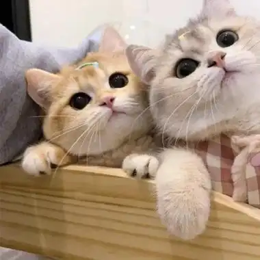 超萌可爱的猫咪治愈系情头图片_情侣头像_美头网