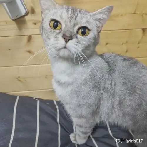 我想问下我这只是正宗的美短银渐层吗? - 知乎