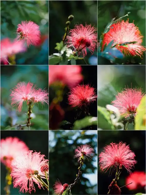 摄影日常  #治愈  #小清新  #壁纸  #画画  #手机壁纸  #素材  #拍照