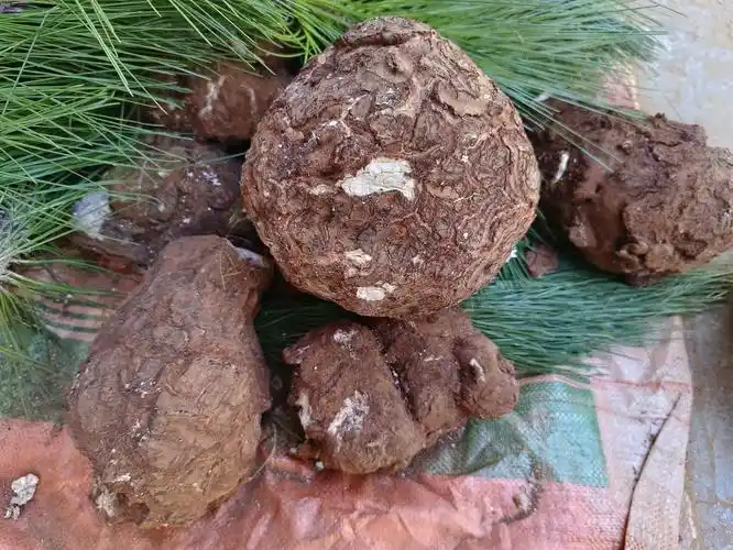 因地域不同,又叫玉灵,万灵桂,茯菟,云苓,松苓,松茯苓,杜茯苓,松木薯等