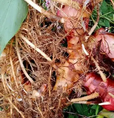 野生南姜山姜25一斤