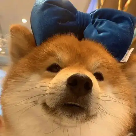 今日头像可爱柴犬头像